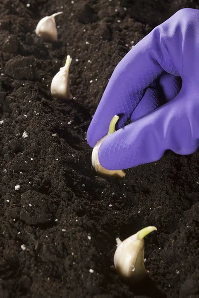 Knoflook is geplant in de grond — Stockfoto