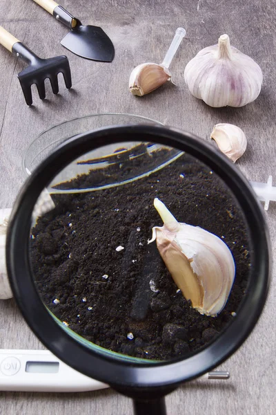 Laborgeräte und Knoblauch — Stockfoto