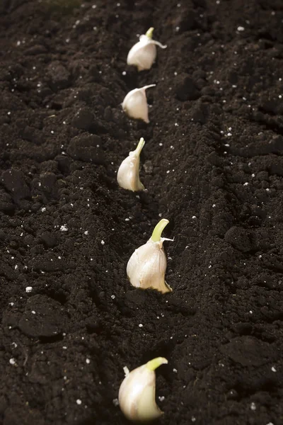 Fokhagyma ültetett a földre — Stock Fotó