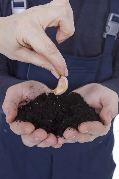 Groung in Hands — Stock Photo, Image