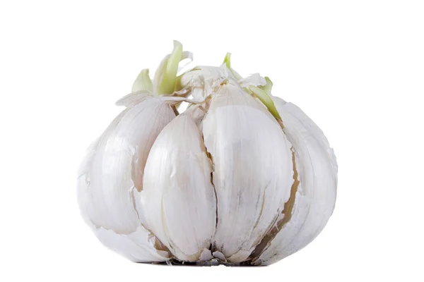 Ripe fresh garlic — Stock Photo, Image