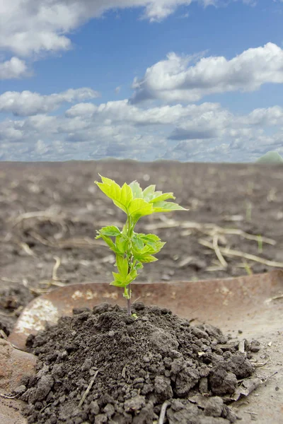 Groene spruit in de grond — Stockfoto