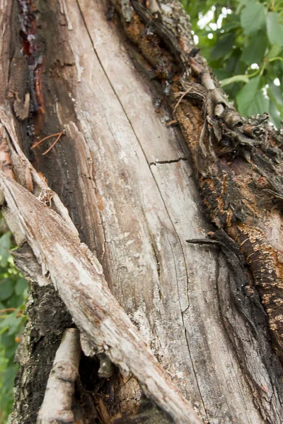 Bark of an old tree — Stock Photo, Image