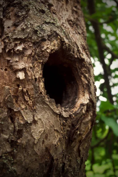 Hollow in an old tree — Stock Photo, Image