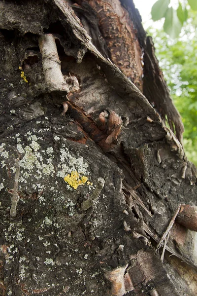 Blaf van een oude boom — Stockfoto