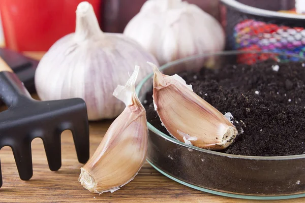 Aarde in laboratorium gerechten en knoflook — Stockfoto