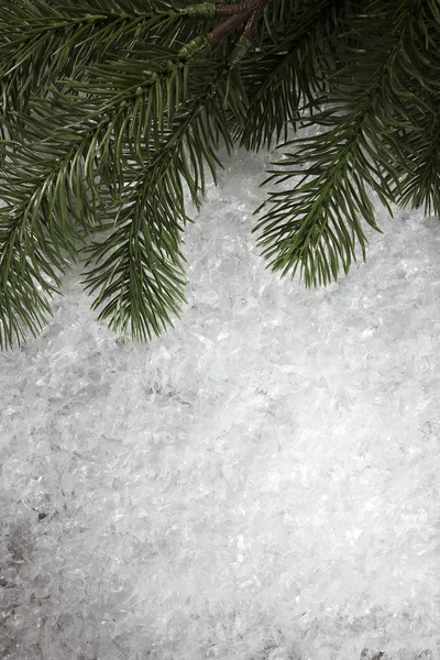 Гілки ялинок на снігу — стокове фото