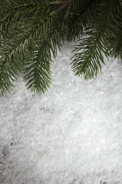 Ramos de abetos na neve — Fotografia de Stock