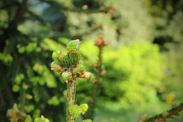 Spring branch of spruce — Stock Photo, Image