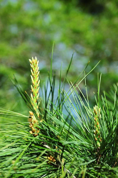 Pine Oddział Młodych Pędów Świeżych Zielonych Pąków — Zdjęcie stockowe