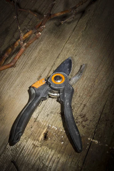 Garden secateurs and pruned branches — Stock Photo, Image