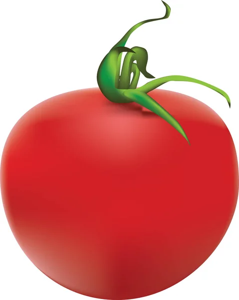 Tomate maduro — Vector de stock