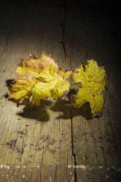 Druivenbladeren, gedroogd — Stockfoto