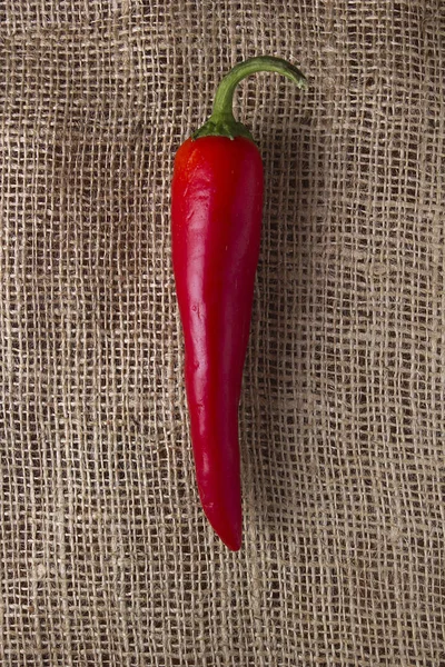Rød chili-paprika – stockfoto
