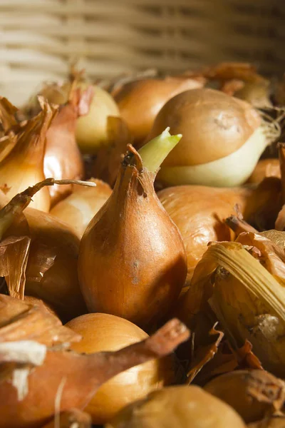 Kleine Zwiebeln viel — Stockfoto