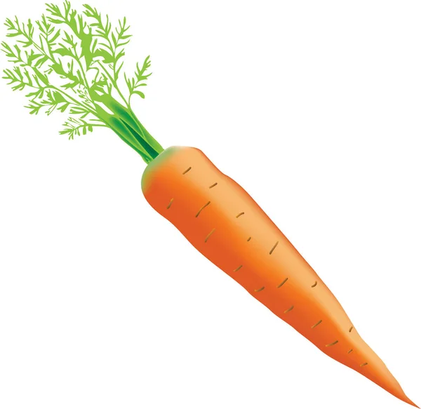 幼嫩成熟的胡萝卜 顶部为绿色 矢量说明 — 图库矢量图片