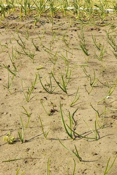 Camas Primavera Con Cebolletas Como Fondo —  Fotos de Stock