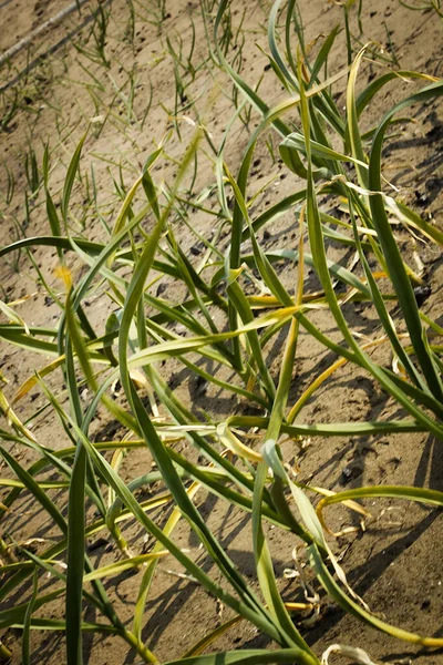 Camas Primavera Com Cebolinha Como Fundo — Fotografia de Stock