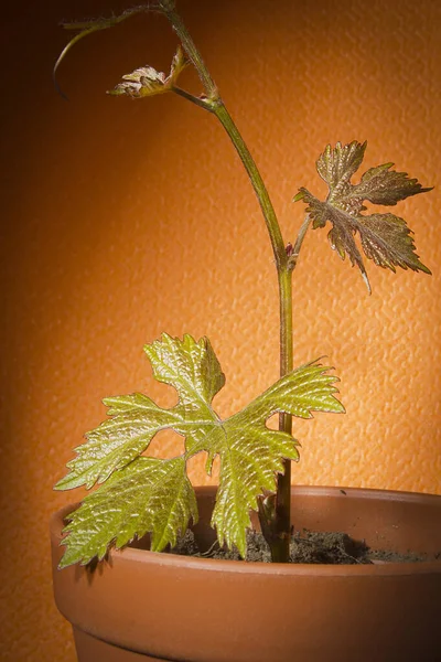 Branch Vine Pot Orange Background — Stock Photo, Image