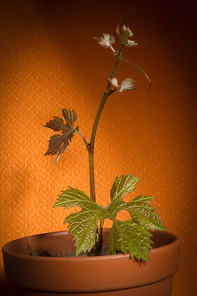 Una Rama Una Vid Una Olla Sobre Fondo Naranja —  Fotos de Stock