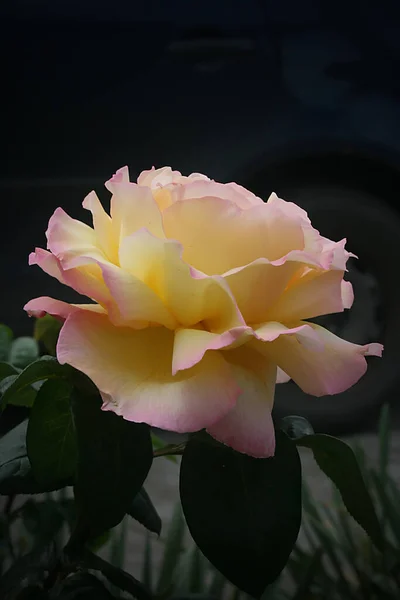 花园里美丽的黄色玫瑰花 — 图库照片