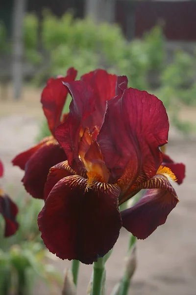 Schöne Bordeauxrote Irisblüten Garten — Stockfoto