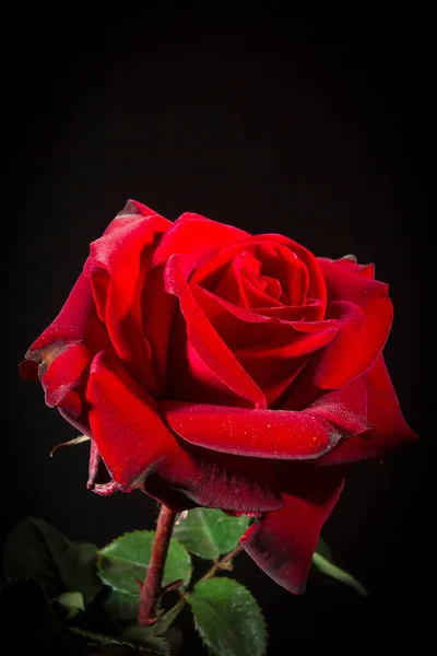 Red Rose Close Black Background Royalty Free Stock Photos