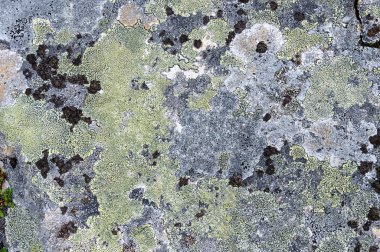 kaya yüzeyi ile liken