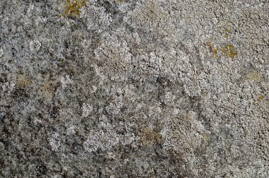 Gri kaya arka plan ile liken