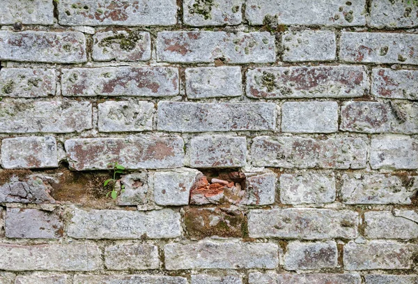 Old white brick wall — Stock Photo, Image