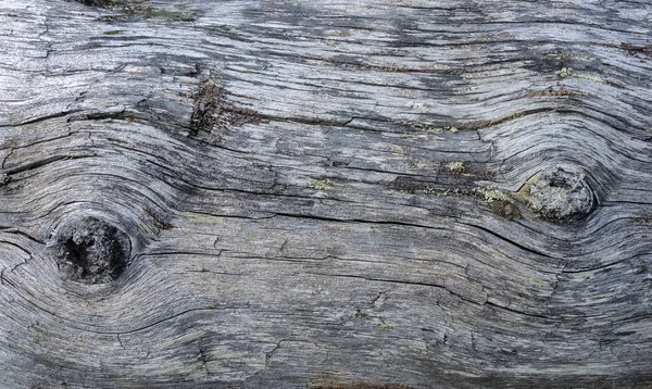 Old log's texture — Stock Photo, Image