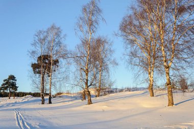 Çıplak huş ağaçları bir tepede, kış