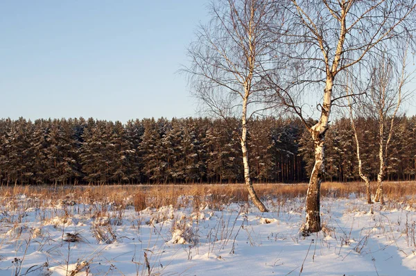 Algumas árvores de vidoeiro nuas em uma clareira florestal, tempo de inverno — Fotografia de Stock