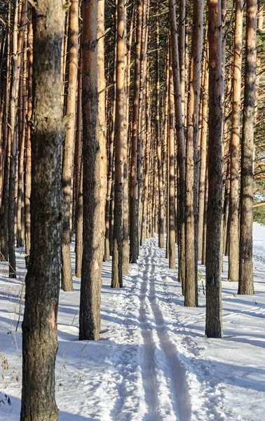 Pista de esquí en bosque de pinos —  Fotos de Stock