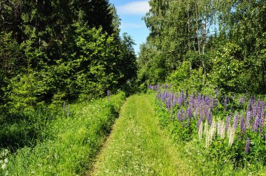 Ormandaki toprak yol