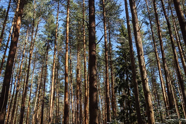 Kmeny borovic v jarním lese — Stock fotografie