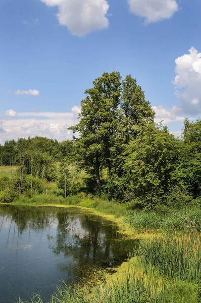 Bank of small forest lake — Stock Photo, Image