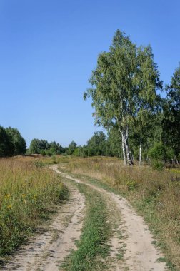 Toprak yol orman glade içinde