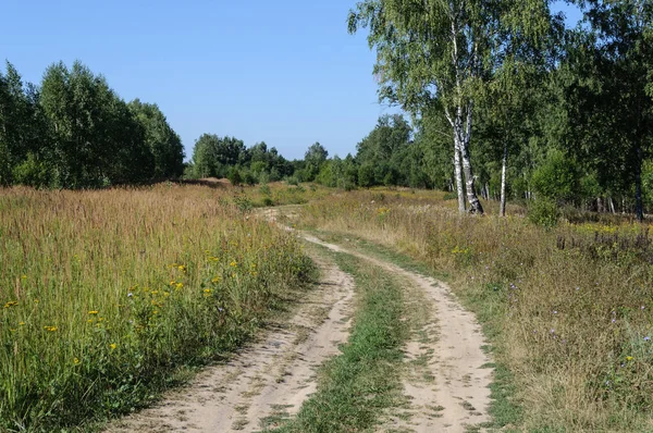 Country dirt road in forest glade — Stock Photo, Image