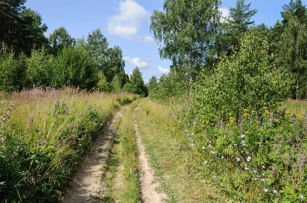Feldweg im Sommerwald — Stockfoto
