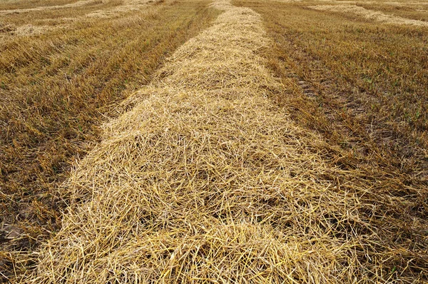 Pokosené žluté pšeničné pole — Stock fotografie