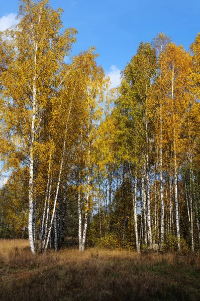 Żółte brzozy w lesie jesienią — Zdjęcie stockowe