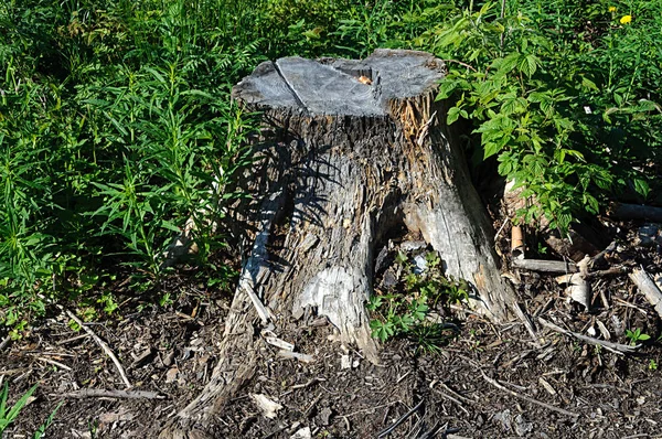 Alter Baumstumpf im Sommerwald — Stockfoto