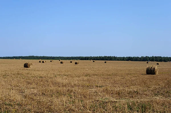 Hay bales in the field — Stock Photo, Image