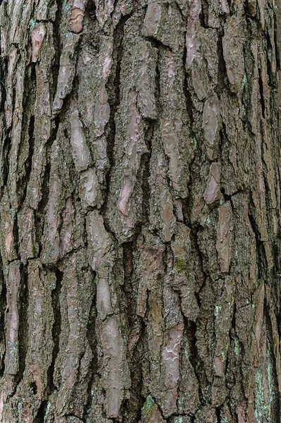 Old pine bark texture — Stock Photo, Image