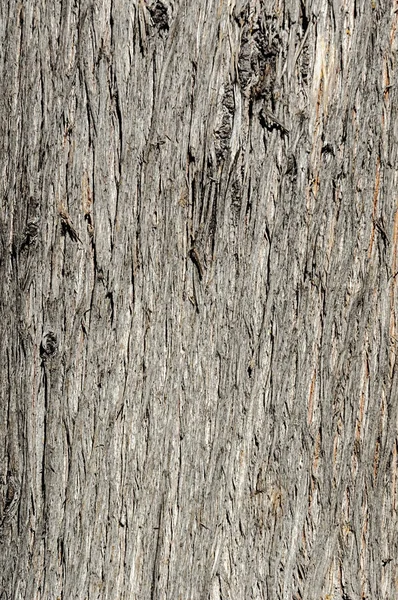 Textura de corteza de ciprés viejo — Foto de Stock