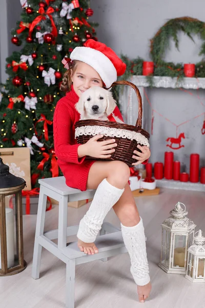 A little girl with a puppy Golden Retriever on a background of Christmas tree — Stock Photo, Image