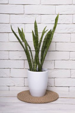 Genç Sansevieria beyaz bir tencerede