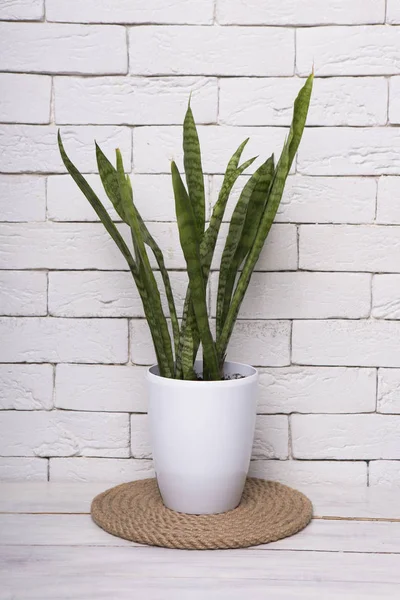 Young Sansevieria in a white pot — Stock Photo, Image