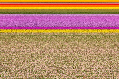 Renkli alan lale, Hollanda. Keukenhof park, Hollanda.
